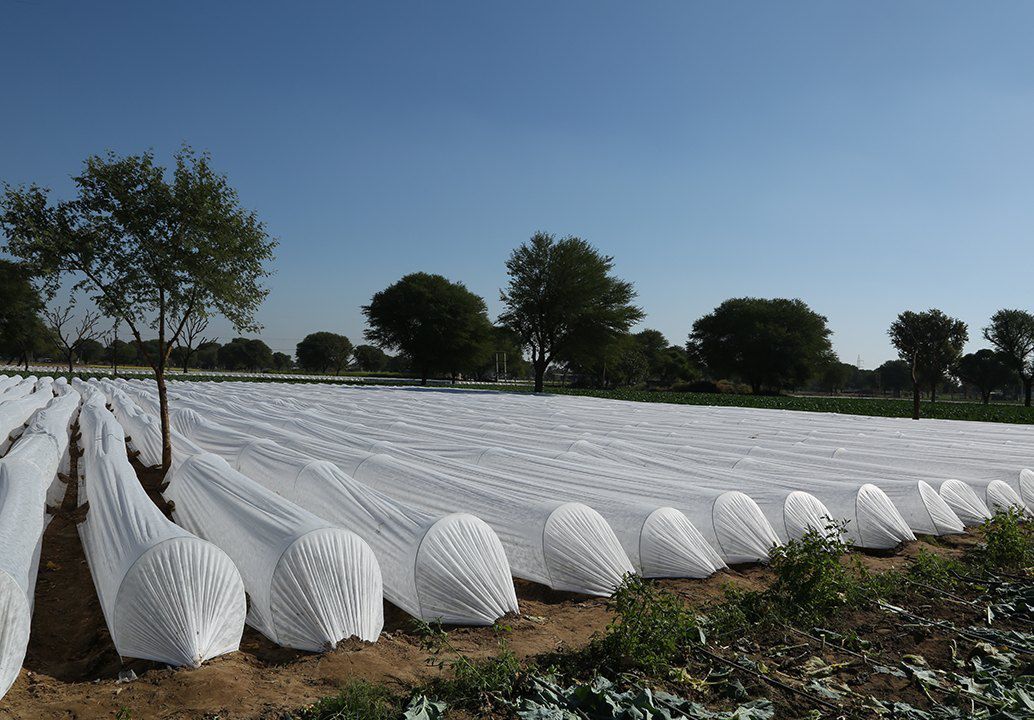 Agriculture nonwoven fabric covering crops
